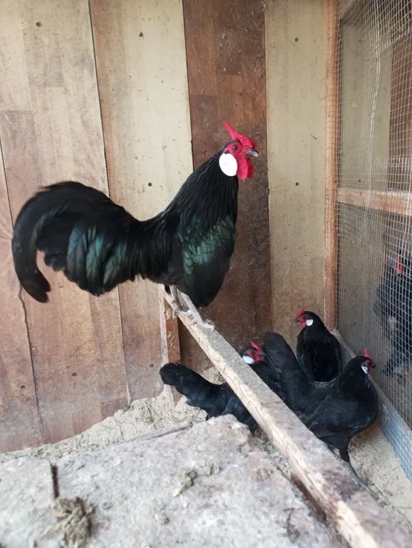 Bentam Sebirak jo'jalari tuxumlari sotuvda — фото 3