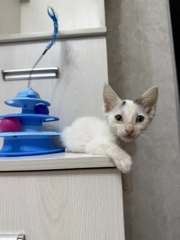 Пристратвается котенок в добрые руки 2 Пристратвается котенок в добрые руки 2