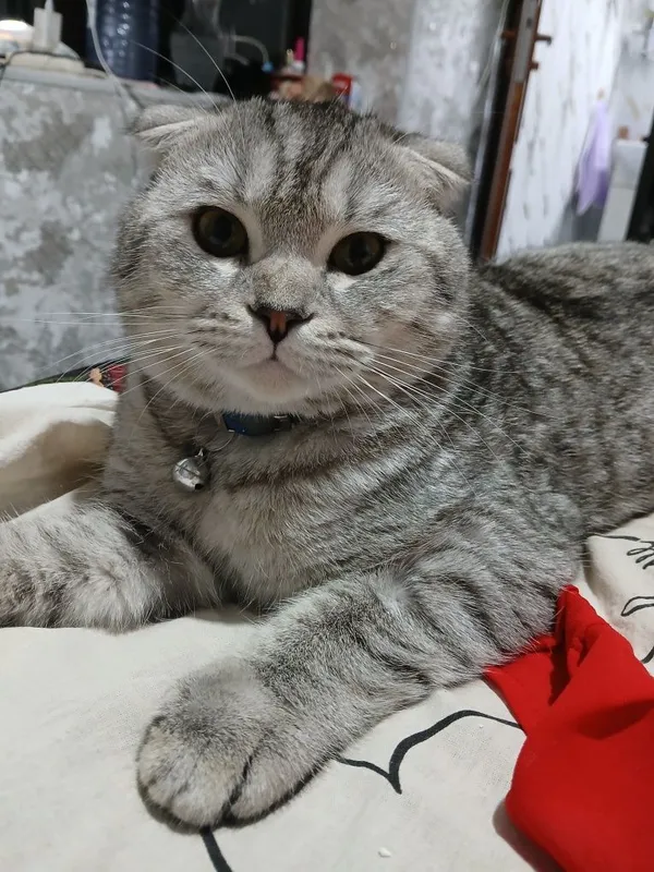Scottish fold silver erkak'' SOTILMAYDI,,nasl
