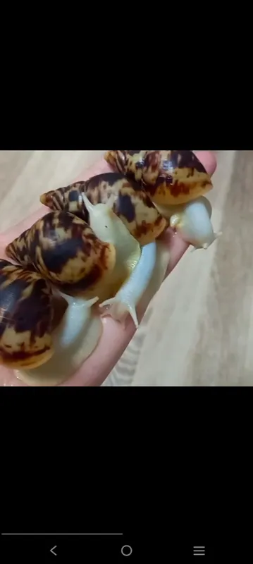 Retikulyata albinos, axatina ретикулята — фото 1 Retikulyata albinos, axatina ретикулята — фото 1