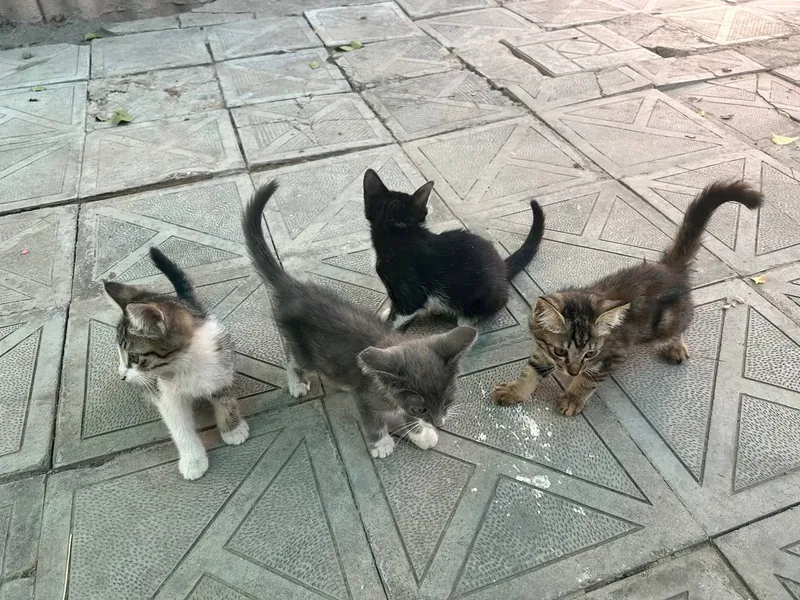 котята даром в добрые руки — фото 1