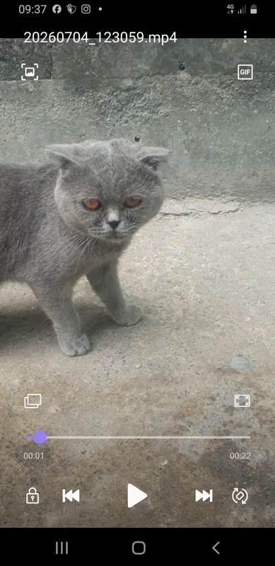 Mushuk sotiladi narxi kelishamiz 1