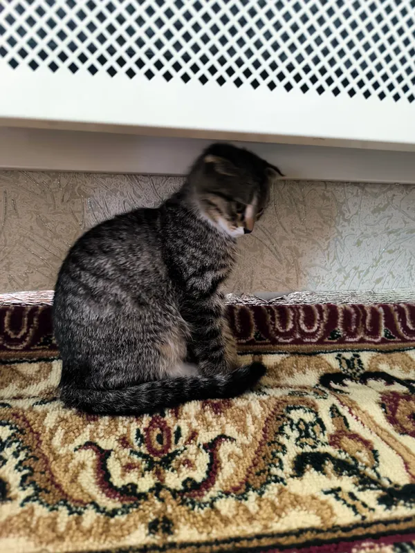 кошка 3