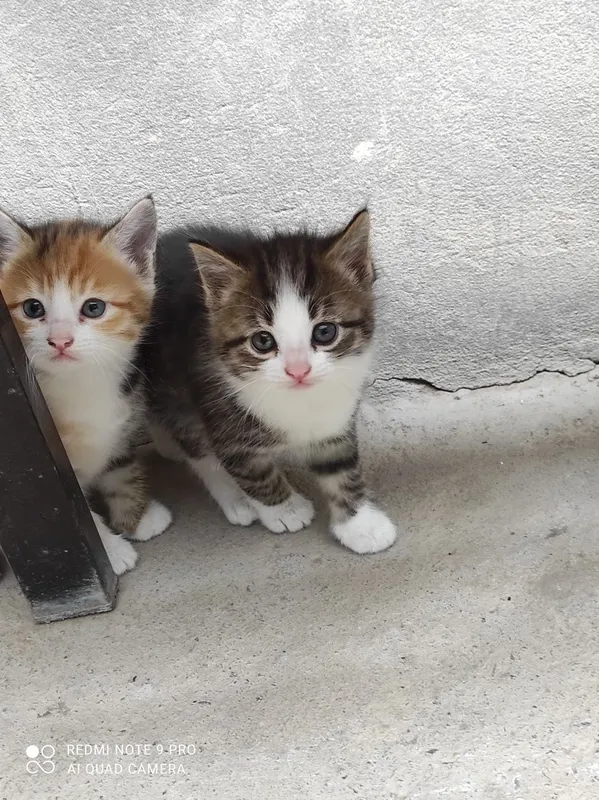 Котята очень красивые, особенно глазки — фото 2