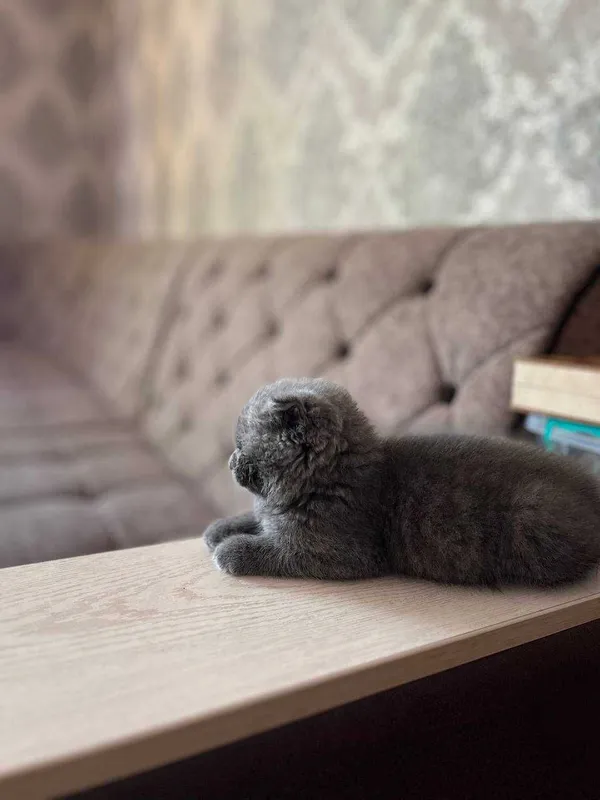 Mushukcha (British Shorthair) 2 Mushukcha (British Shorthair) 2