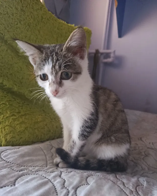 Mushukcha mehribon va g‘amxo‘r egalarini izlamoqda 3