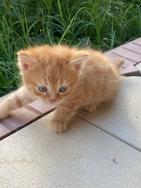 кошка 4 кошка 4