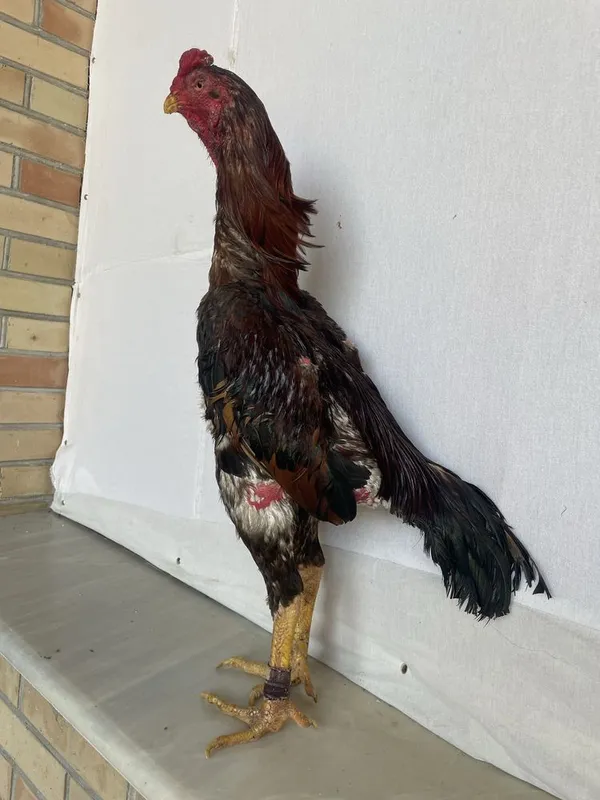 Yapon shamo bir kuz òyini ham bor vesi 4 kg