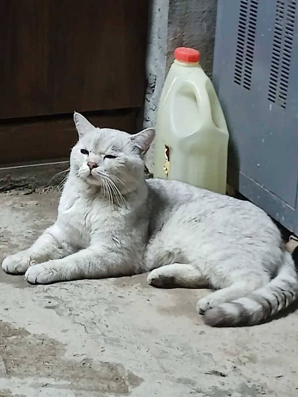 Пародистая кошка одам в хорошие руки — фото 5