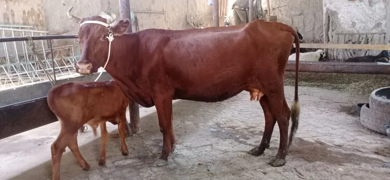 Ona bola sigirlar 4