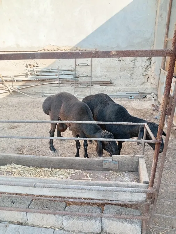 Qoy 2 tasi sotiladi 4 Qoy 2 tasi sotiladi 4