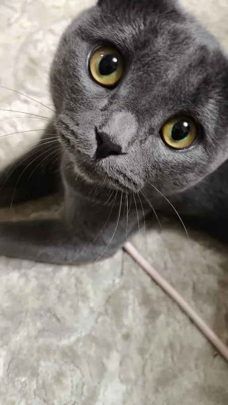 Вязка, кот британский 3 Вязка, кот британский 3