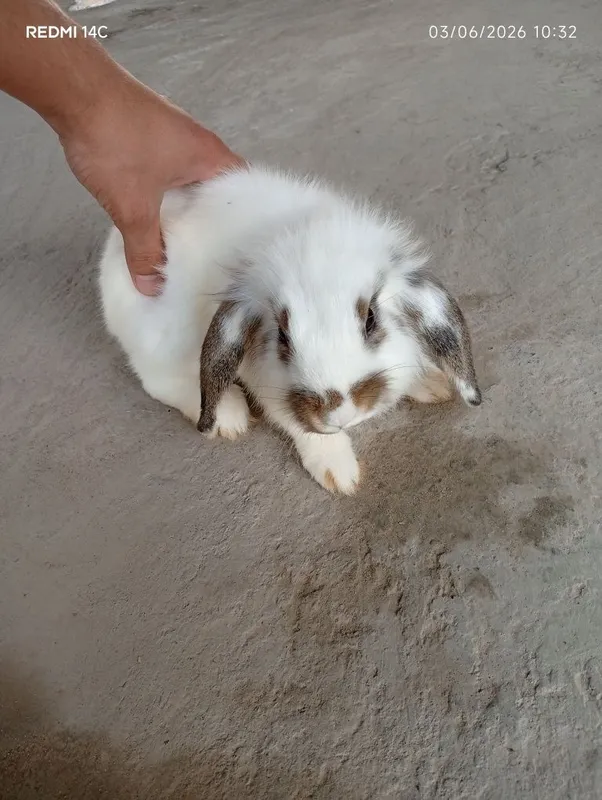 French Lop rabbits bolalari 1-1.5 oylik — фото 4