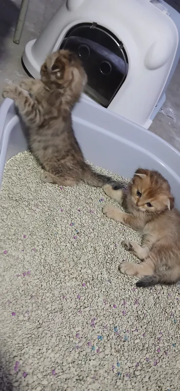 скотиш фолд котёнок 4 скотиш фолд котёнок 4