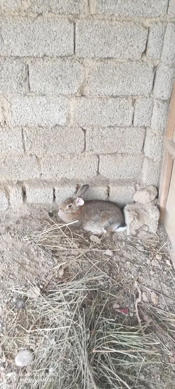 Vilkani zotli quyon