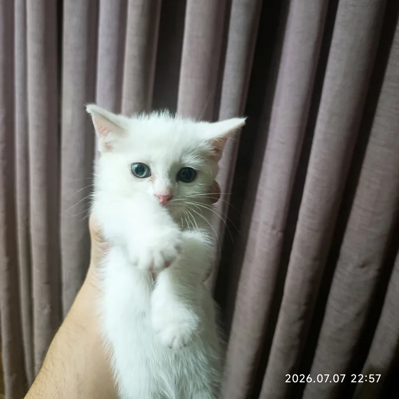 Отдам в добрые руки 4 котят! 2