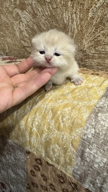Манчкин Manchkin male