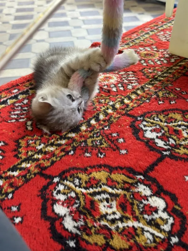 Очаровательный котонек британской шиншиллы, brintanskiy shinshilla 8 Очаровательный котонек британской шиншиллы, brintanskiy shinshilla 8