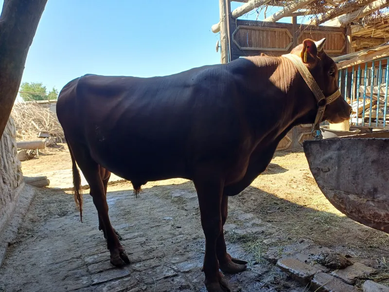 Buqqa sotiladi 1.5 yoshar 1 Buqqa sotiladi 1.5 yoshar 1