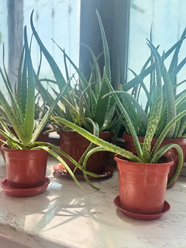 Aloe Vera guli sotiladi