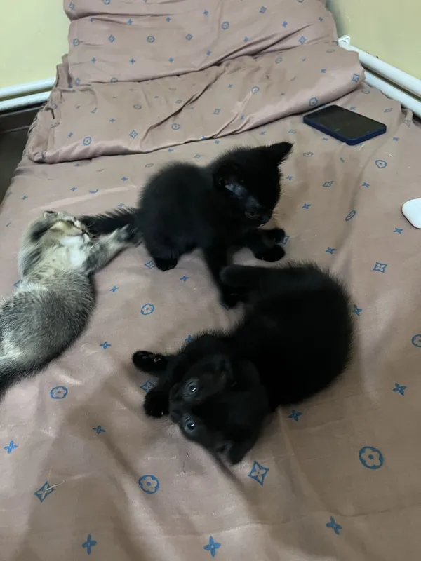 Шотландсике котята бесплатно 8 Шотландсике котята бесплатно 8