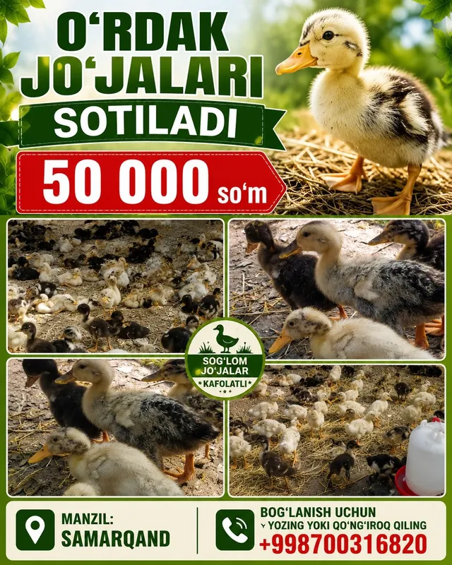 Pekin zotliy o'rdak jujalari sotladi Pekin zotliy o'rdak jujalari sotladi
