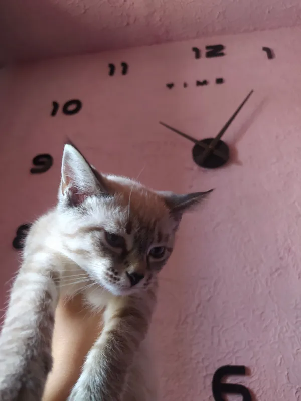 котенок сиамский 4 месяца