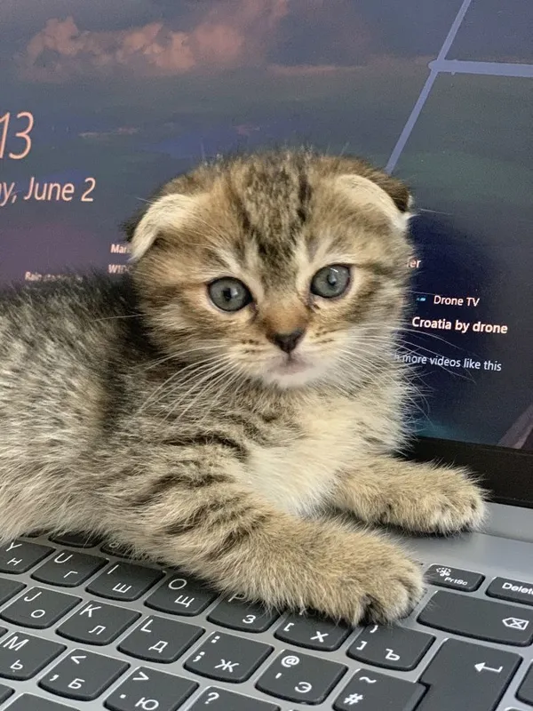срочно Scottish fold va strait — фото 1