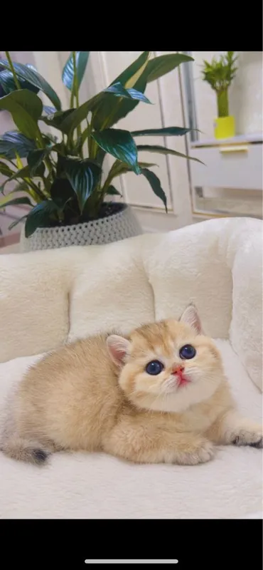 Скотиш фолд 2ойли — фото 6