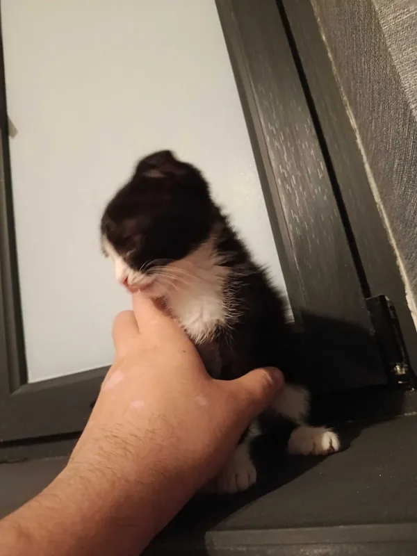 Продам котёнка вислоухий 2 Продам котёнка вислоухий 2