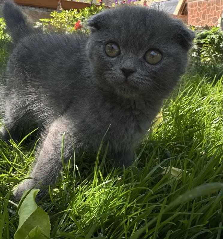 Котята 3 месяцев