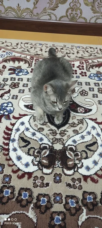 Mushuk sotiladi zoti British Shorthair jinsi qiz