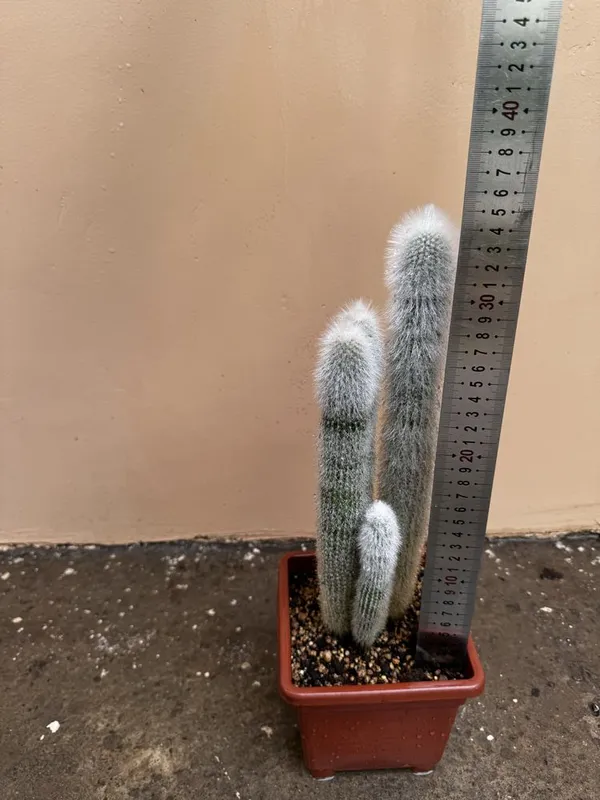 Кактус Cleistocactus strausii — фото 4