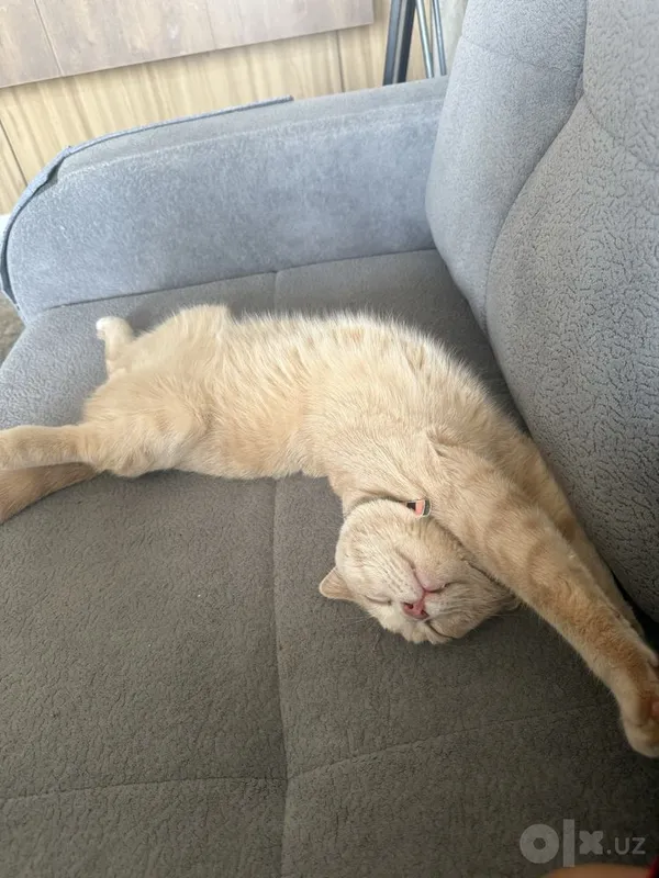 Вислоухий кот для вязки 3 Вислоухий кот для вязки 3