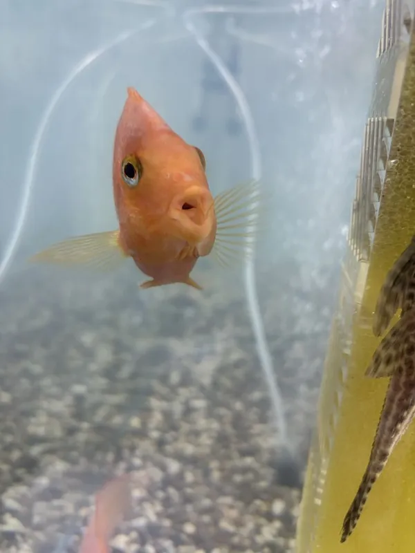 Рыба попугай red parrot fish 3 Рыба попугай red parrot fish 3