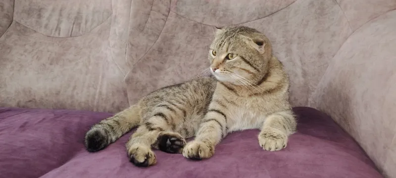 Кот скотиш продаётся в харошие руки — фото 1