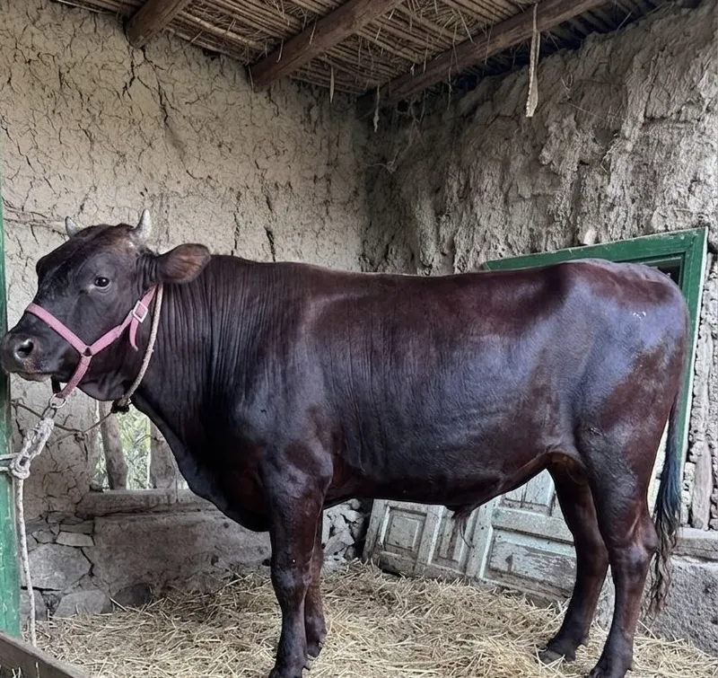 390 kgli buqamiz sotuvda, Buxoro 2