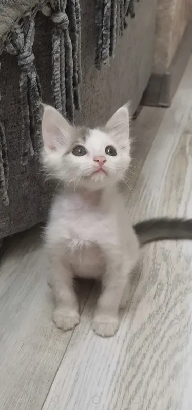 Котята бесплатно