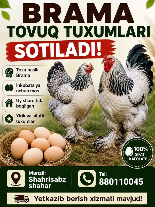 brama tovuq tuxumlari sotilad