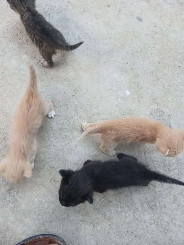 Котята милые маленькие 4 Котята милые маленькие 4
