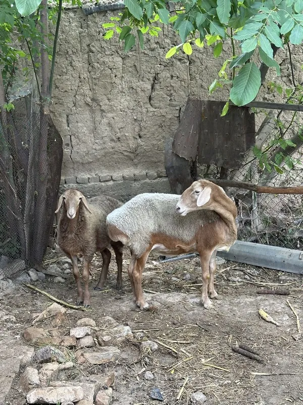 Arashan qochqor va ona bola qoy 4 Arashan qochqor va ona bola qoy 4