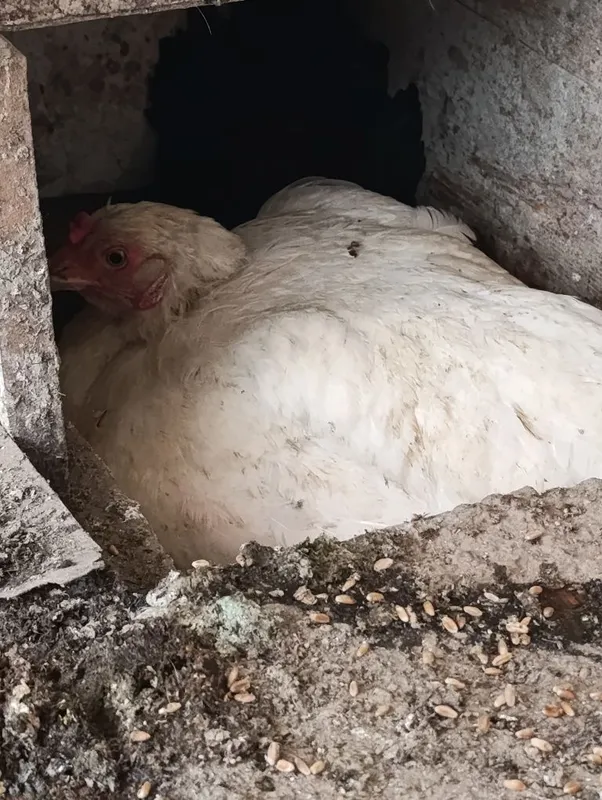 Kurk Tovuqlar bor.Xonaki Kurk Tovuqlar bor.Xonaki