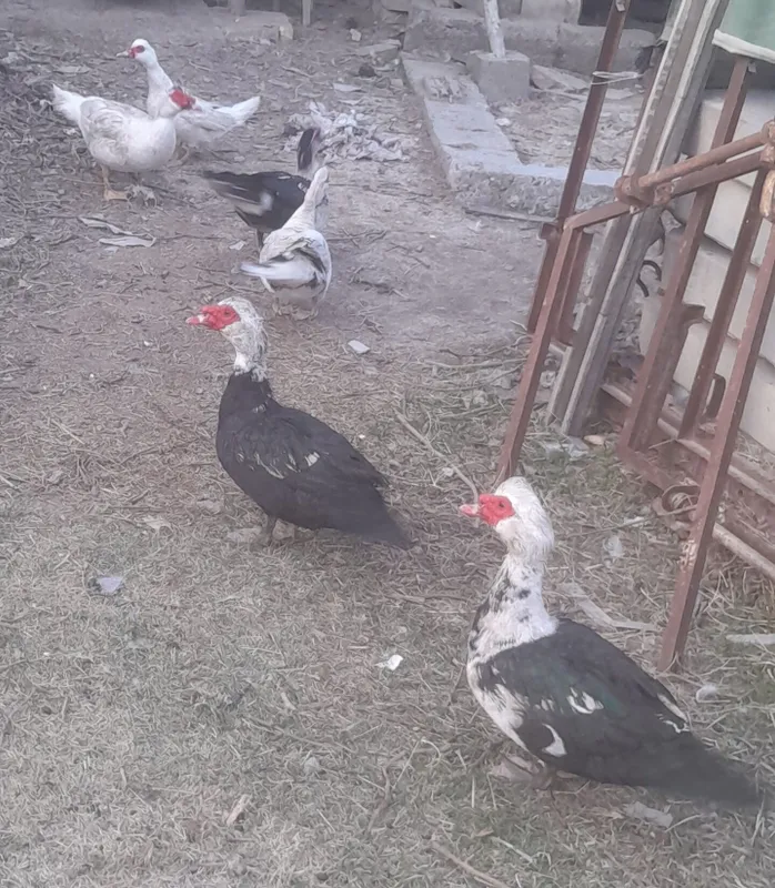 Продаётся индоутки