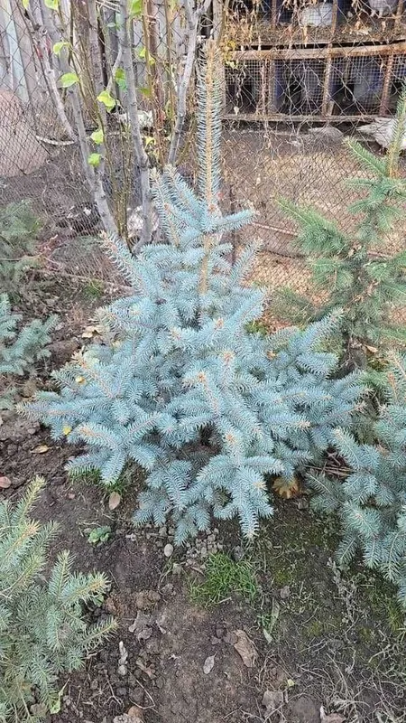 Последний месяц ель сажают зимой а не в марте!!! — фото 4