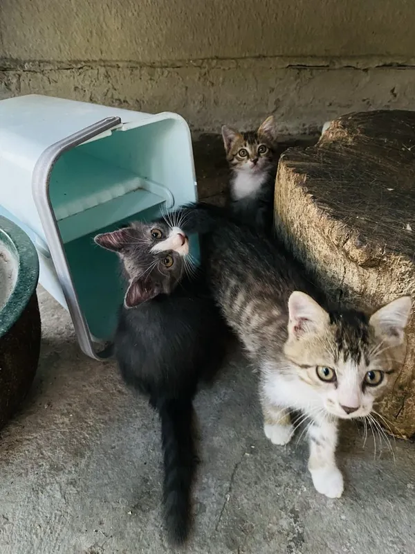 Котята в добрые руки 2