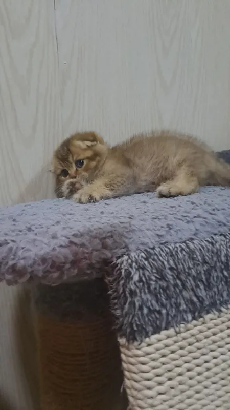 Продается элитный скотиш фолд 5