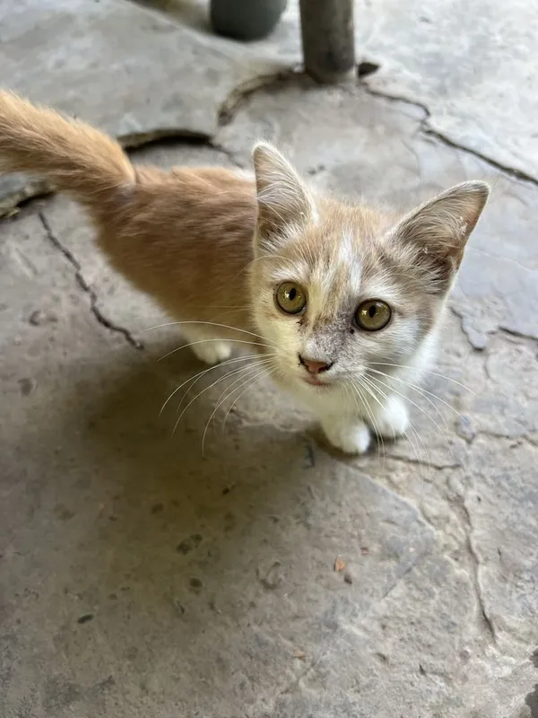 Хороший, умный, котёнок 1 Хороший, умный, котёнок 1