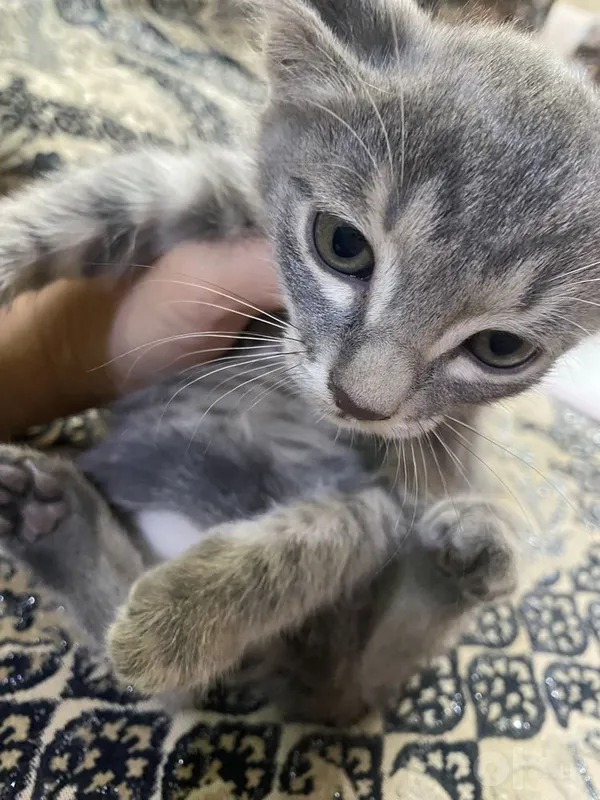 Котята в добрые руки БЕСПЛАТНО 4 Котята в добрые руки БЕСПЛАТНО 4