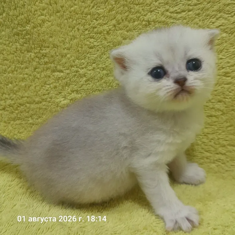 Продаются 4 шикарных котёнка,шиншилла. 5 Продаются 4 шикарных котёнка,шиншилла. 5