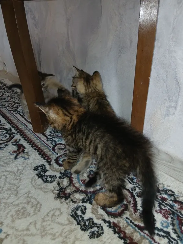 Отдам котят в хорошие руки